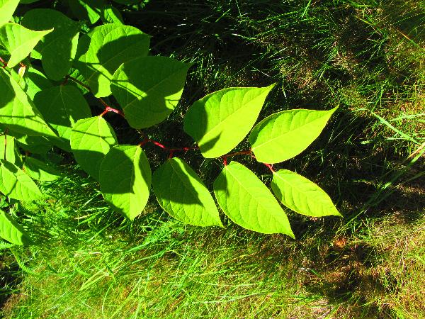 Photo of Reynoutria japonica var. japonica by <a href="http://www.westcoastgardens.ca">Celeste Paley</a>
