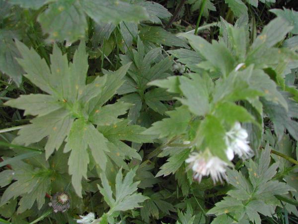 Photo of Hydrophyllum fendleri var. albifrons by <a href="http://www.ece.ubc.ca/~ianc/">Ian Cumming</a>