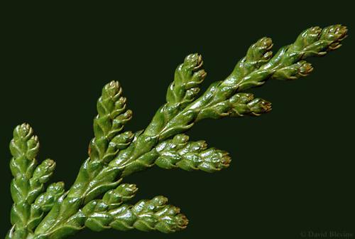 Photo of Thuja plicata by <a href="
http://www.blevinsphoto.com/
">David Blevins</a>