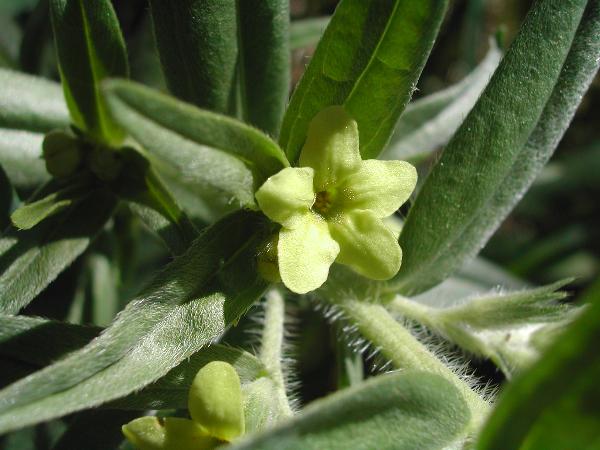Photo of Lithospermum ruderale by <a href="http://www.ece.ubc.ca/~ianc/">Ian Cumming</a>