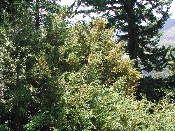 Photo of Juniperus scopulorum by <a href="http://www.ece.ubc.ca/~ianc/">Ian Cumming</a>
