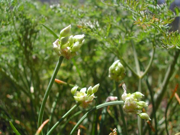 Photo of Allium geyeri by <a href="http://www.ece.ubc.ca/~ianc/">Ian Cumming</a>