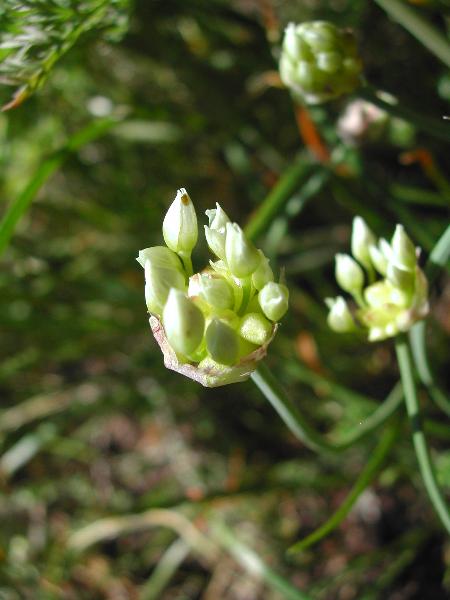 Photo of Allium geyeri by <a href="http://www.ece.ubc.ca/~ianc/">Ian Cumming</a>