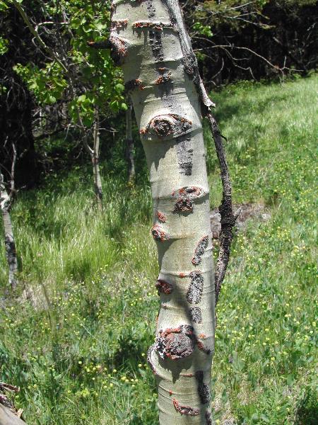 Photo of Populus tremuloides by <a href="http://www.ece.ubc.ca/~ianc/">Ian Cumming</a>