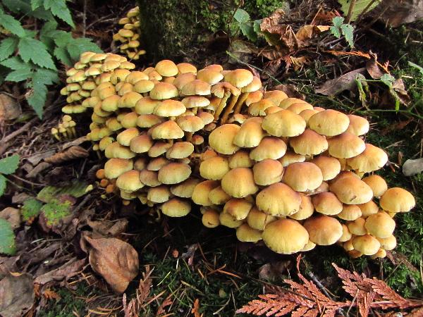 Photo of Hypholoma fasciculare by <a href="http://www.westcoastgardens.ca">Celeste Paley</a>