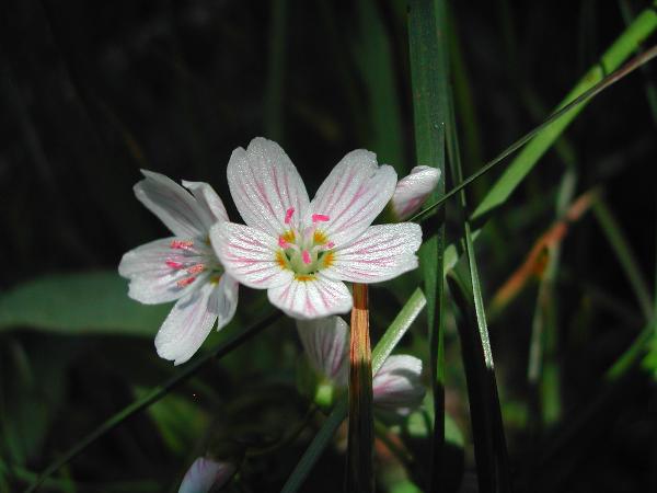 Photo of Claytonia lanceolata by <a href="http://www.ece.ubc.ca/~ianc/">Ian Cumming</a>