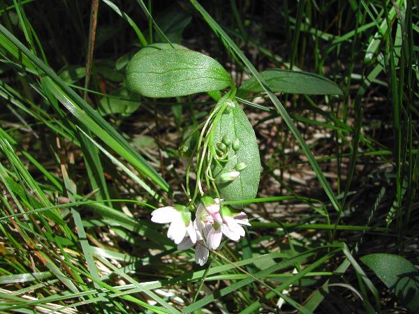 Photo of Claytonia lanceolata by <a href="http://www.ece.ubc.ca/~ianc/">Ian Cumming</a>