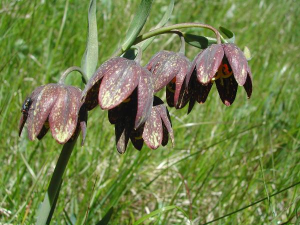 Photo of Fritillaria affinis var. affinis by <a href="http://www.ece.ubc.ca/~ianc/">Ian Cumming</a>