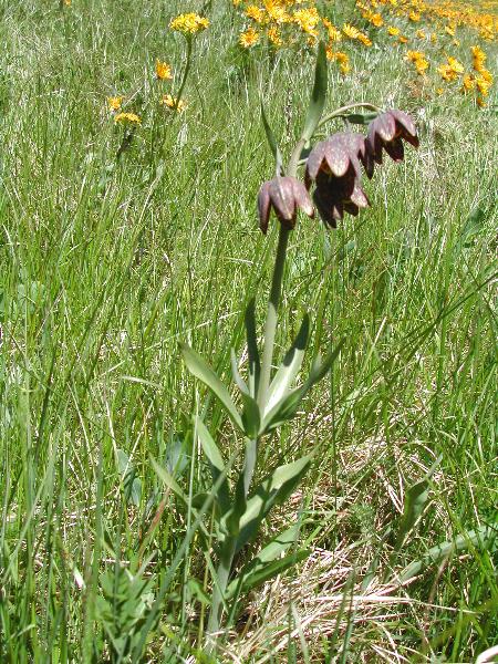 Photo of Fritillaria affinis var. affinis by <a href="http://www.ece.ubc.ca/~ianc/">Ian Cumming</a>