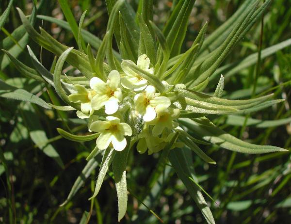 Photo of Lithospermum ruderale by <a href="http://www.ece.ubc.ca/~ianc/">Ian Cumming</a>