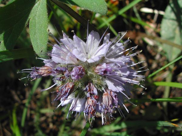 Photo of Hydrophyllum capitatum var. capitatum by <a href="http://www.ece.ubc.ca/~ianc/">Ian Cumming</a>
