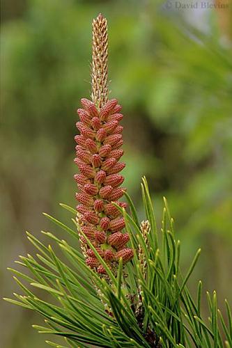 Photo of Pinus contorta var. contorta by <a href="
http://www.blevinsphoto.com/
">David Blevins</a>