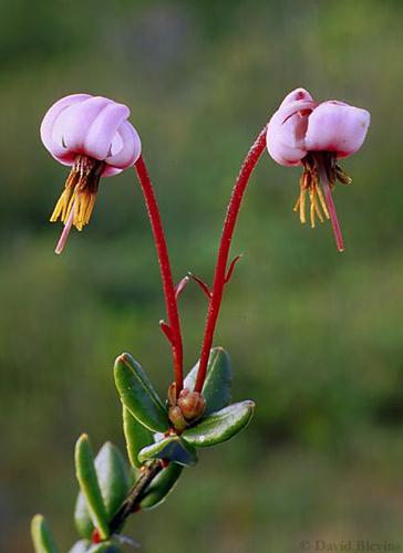 Photo of Vaccinium oxycoccos by <a href="
http://www.blevinsphoto.com/
">David Blevins</a>