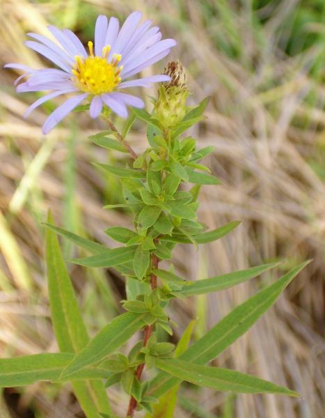 Photo of Symphyotrichum subspicatum by Kevin Newell