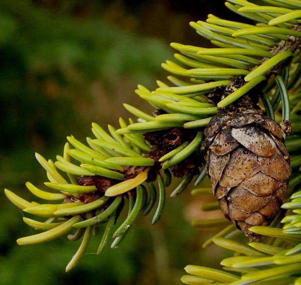 Photo of Picea mariana by Kevin Newell