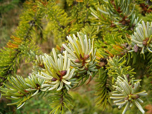 Photo of Picea mariana by Kevin Newell