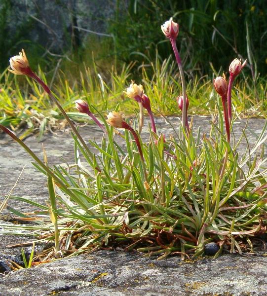 Photo of Armeria maritima by Kevin Newell