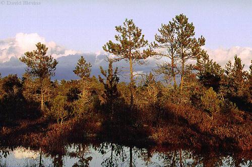 Photo of Pinus contorta by <a href="
http://www.blevinsphoto.com/
">David Blevins</a>