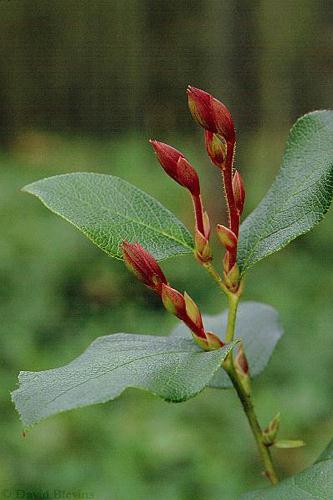 Photo of Gaultheria shallon by <a href="
http://www.blevinsphoto.com/
">David Blevins</a>