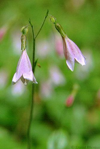 Photo of Linnaea borealis ssp. longiflora by <a href="
http://www.blevinsphoto.com/
">David Blevins</a>