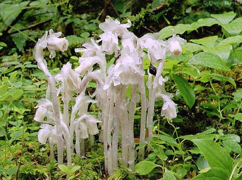Photo of Monotropa uniflora by <a href="
http://www.blevinsphoto.com/
">David Blevins</a>