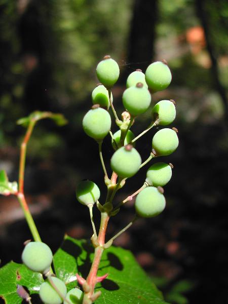 Photo of Berberis aquifolium by <a href="http://www.ece.ubc.ca/~ianc/">Ian Cumming</a>