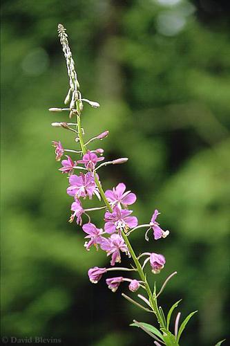 Photo of Chamaenerion angustifolium by <a href="
http://www.blevinsphoto.com/
">David Blevins</a>