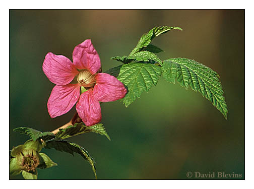 Photo of Rubus spectabilis by <a href="
http://www.blevinsphoto.com/
">David Blevins</a>