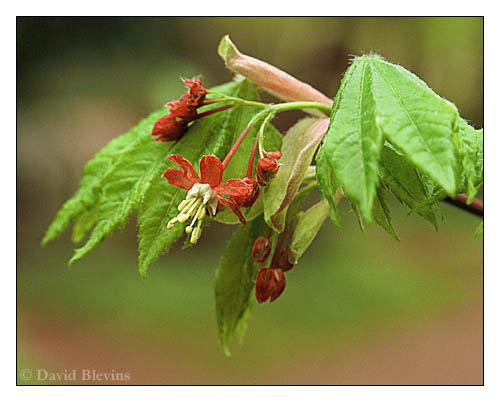 Photo of Acer circinatum by <a href="
http://www.blevinsphoto.com/
">David Blevins</a>