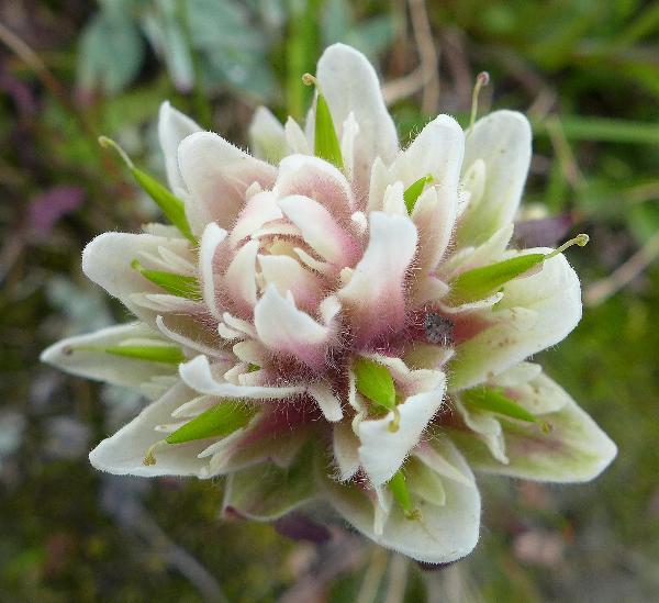 Photo of Castilleja parviflora by Judith Holm