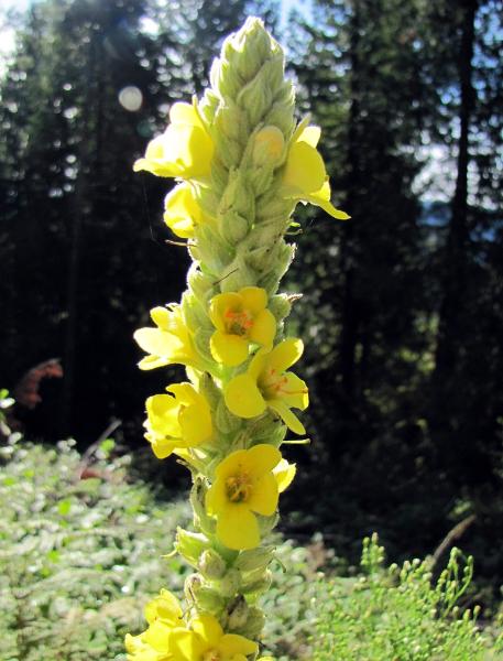 Photo of Verbascum thapsus by Jim Riley