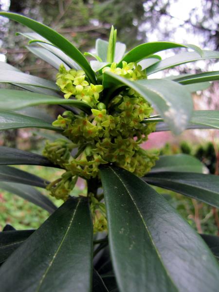 Photo of Daphne laureola by Jim Riley