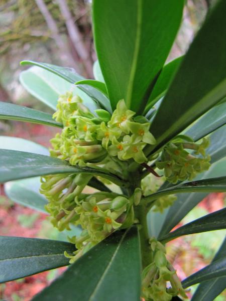 Photo of Daphne laureola by Jim Riley