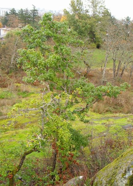 Photo of Quercus garryana by Kevin Newell