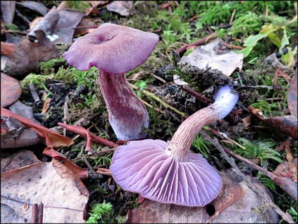 Photo of Laccaria amethysteo-occidentalis by May Kald