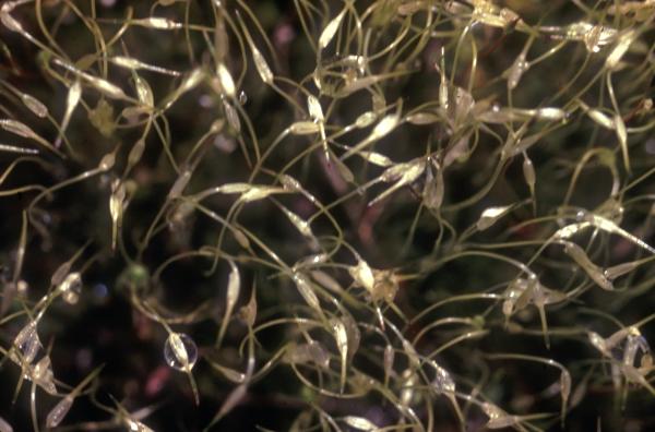 Photo of Funaria hygrometrica by Jim Riley