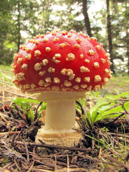 Photo of Amanita muscaria group by Jim Riley
