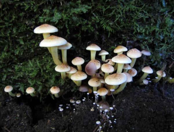 Photo of Hypholoma fasciculare by Jim Riley