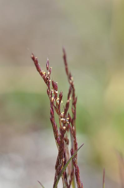 Photo of Agrostis mertensii by Ryan Batten