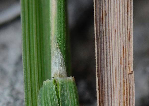 Photo of Agrostis pallens by Ryan Batten