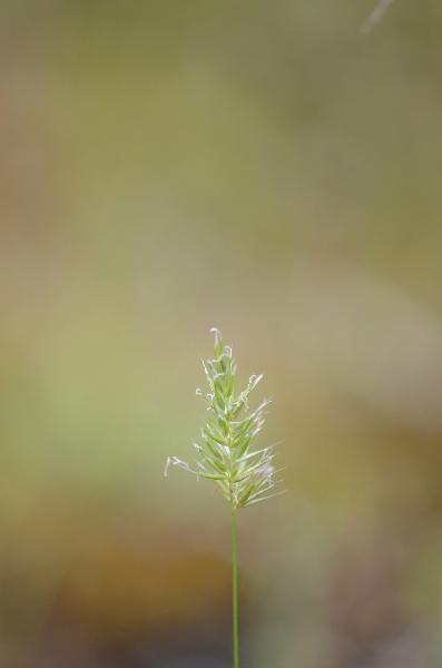 Photo of Anthoxanthum aristatum ssp. aristatum by Ryan Batten
