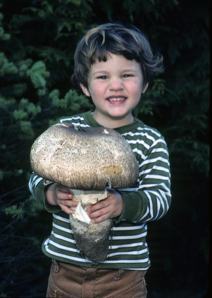 Photo of Agaricus augustus by Michael Beug