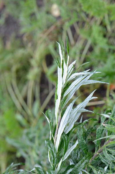 Photo of Artemisia ludoviciana ssp. ludoviciana by Ryan Batten