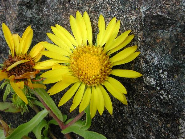 Photo of Grindelia stricta by Gary Lewis