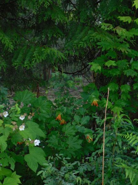 Photo of Lonicera ciliosa by <a href="http://www.westcoastgardens.ca">Celeste Paley</a>