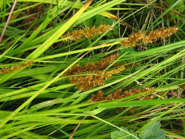 Photo of Carex stipata by <a href="http://www.westcoastgardens.ca">Celeste Paley</a>