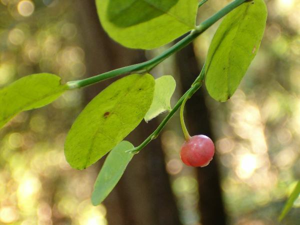 Photo of Vaccinium parvifolium by Kevin Newell