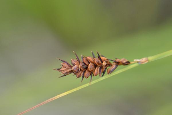 Photo of Carex aperta by Ryan Batten