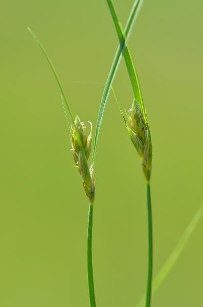 Photo of Carex athrostachya by Ryan Batten
