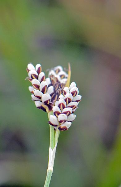 Photo of Carex bicolor by Ryan Batten